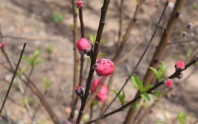 Cand Infloresc Ciresii? BaZi si Iubirica