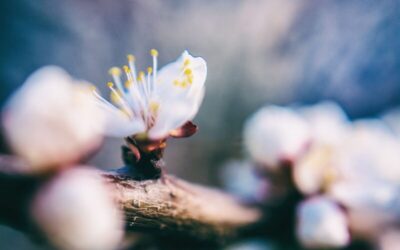 Mai 2019 – Si acum ce?