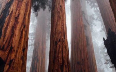 Jia Day Master – Yang Earth (甲)