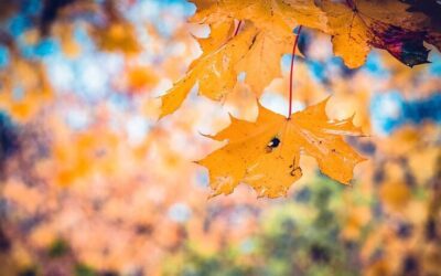 Luna Septembrie 2019 – Zile de Month Breaker