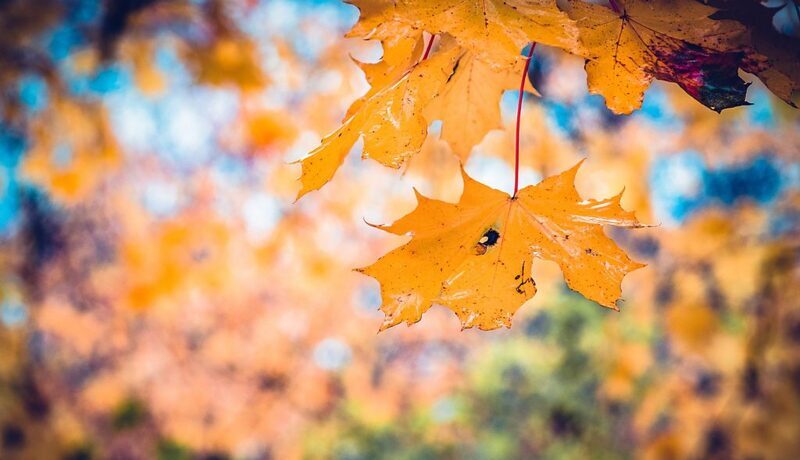 Luna Septembrie 2019 – Zile de Month Breaker