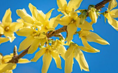 Aprilie 2020 – Dragonul de Metal sau Previziuni pentru Aprilie