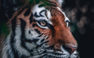 Anul Tigrului sau Anul 2022