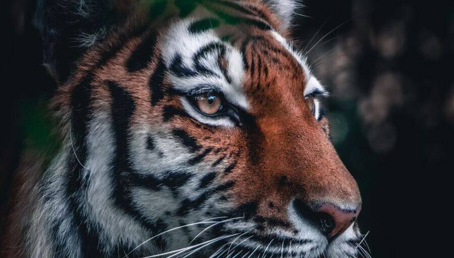 Anul Tigrului sau Anul 2022