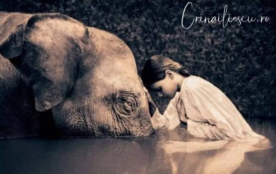 Compasiunea – un Sentiment Frumos și Dureros în Același Timp