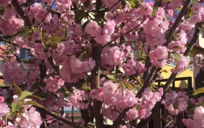 Apare Iubirea la orizont